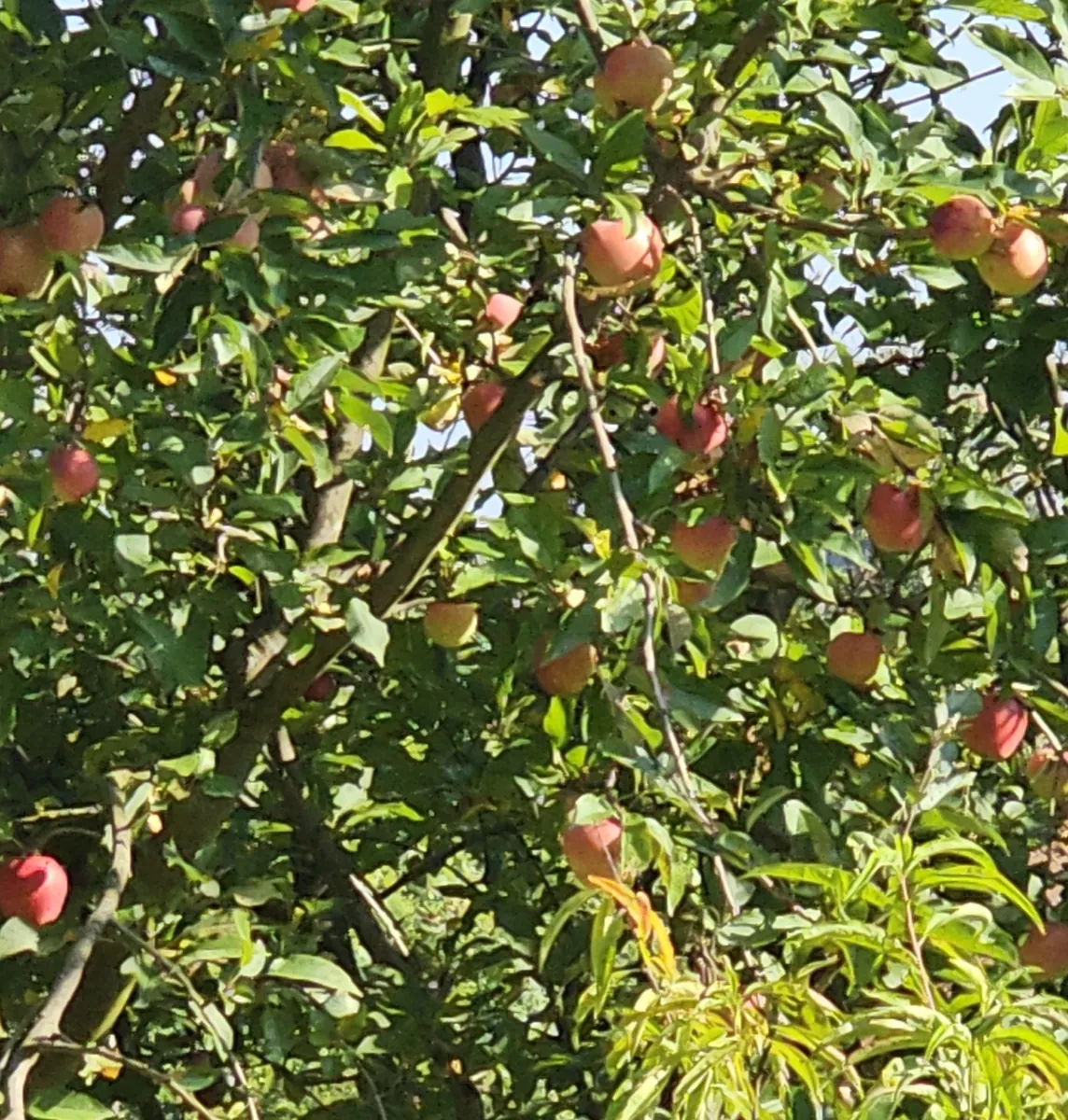 Appelboom vol vruchten